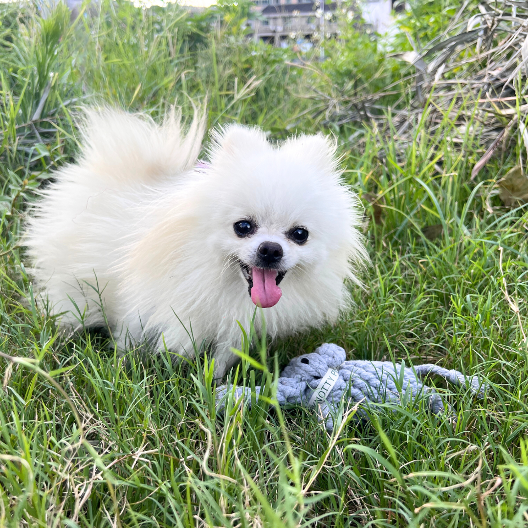 Hand-woven elephant cotton rope pet toy, ideal for interactive play and promoting dental health, eco-friendly and durable.