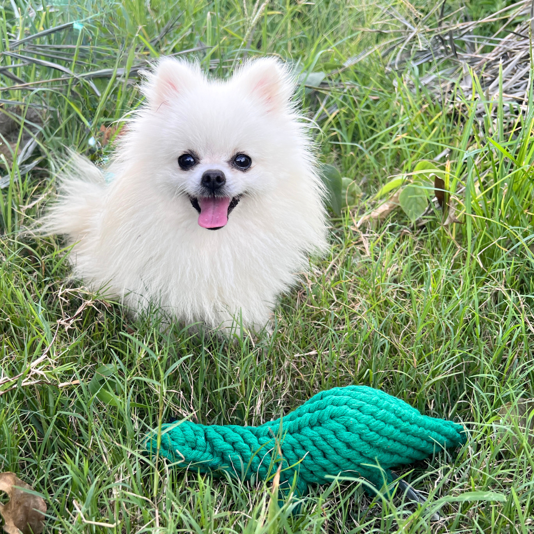 Green dinosaur-shaped pet toy handwoven with cotton rope. Fun and durable for your furry friends.