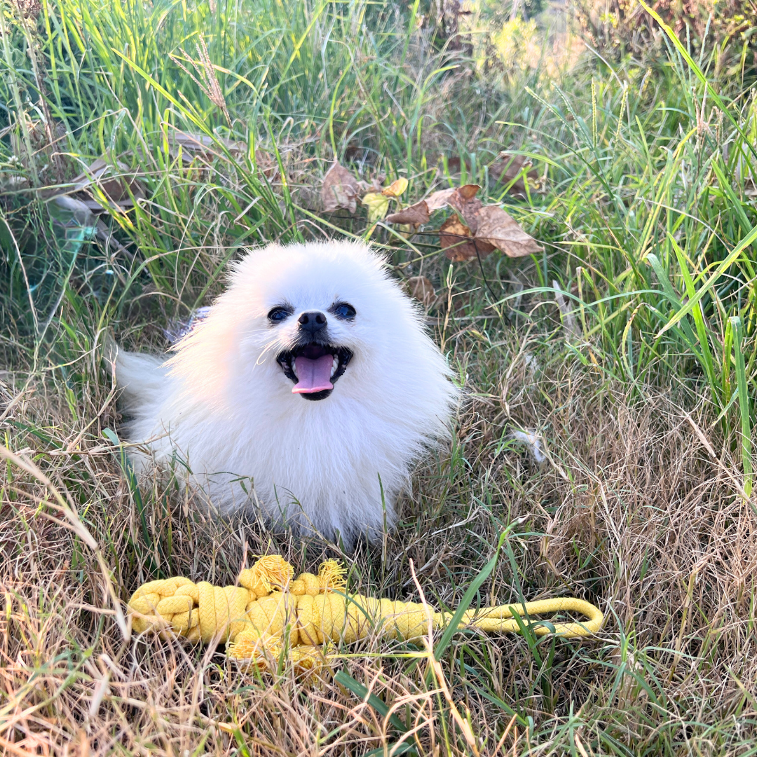 A cute yellow lizard-shaped pet toy made of cotton rope, perfect for playtime!