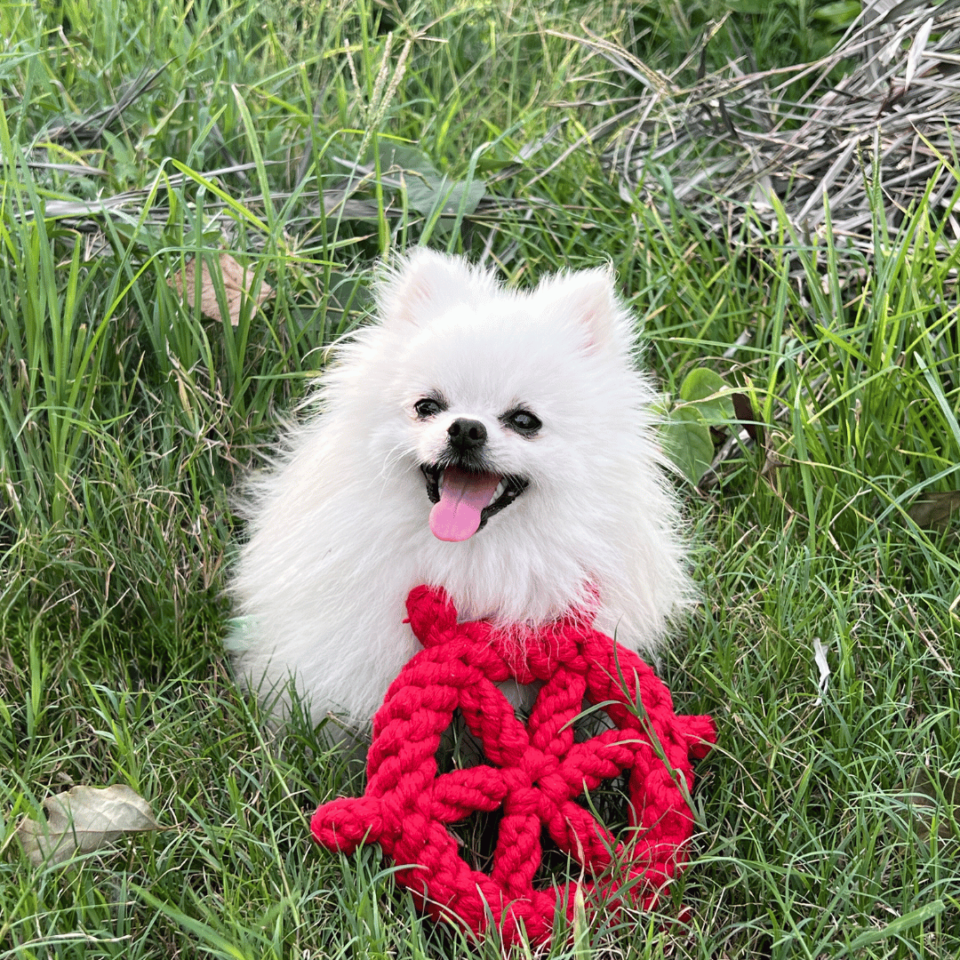 Red steering wheel-shaped cotton rope woven pet toy for dogs, stimulating play and dental health