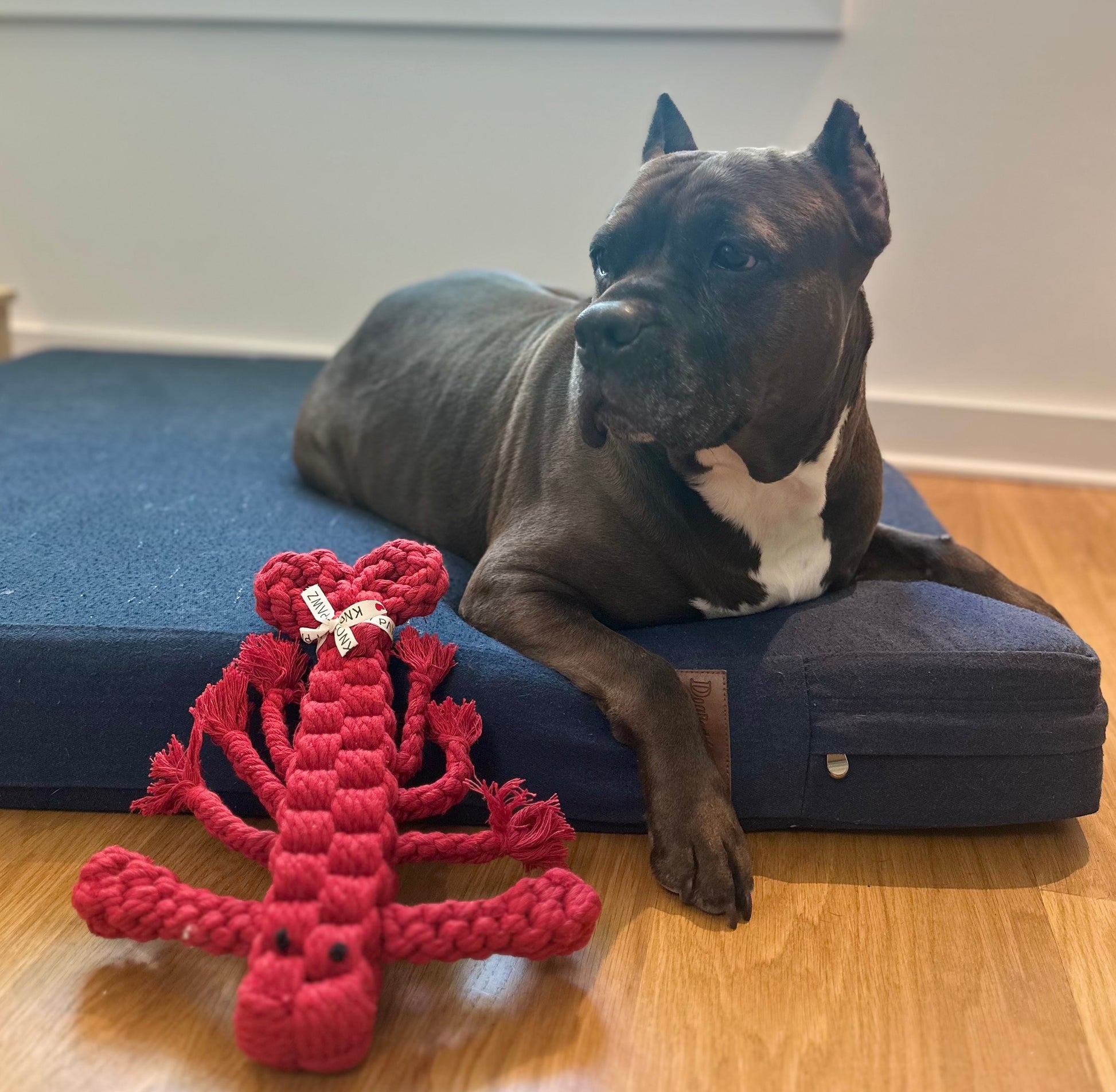 Rose the Lobster Pet Rope Toy - A playful, lobster-shaped dog toy made from durable rope material. Its vibrant colors and sturdy design make it perfect for chewing, tugging, and interactive play.