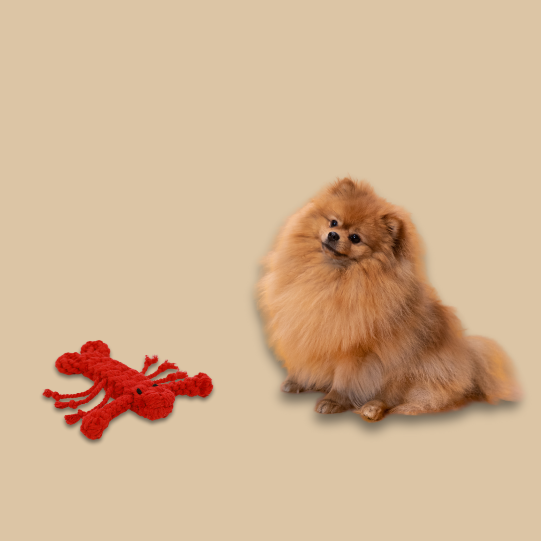 Rose the Lobster Pet Rope Toy - A playful, lobster-shaped dog toy made from durable rope material. Its vibrant colors and sturdy design make it perfect for chewing, tugging, and interactive play.