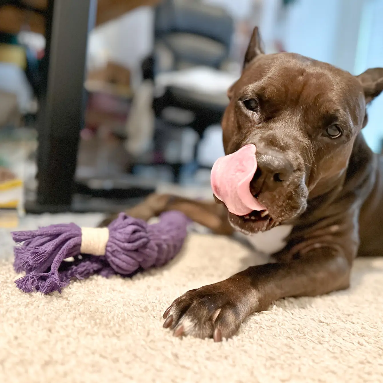 A purple large candy-shaped pet toy woven with cotton rope. It is soft, colorful, and designed to keep your pet entertained and engaged. Ideal for play and interaction.