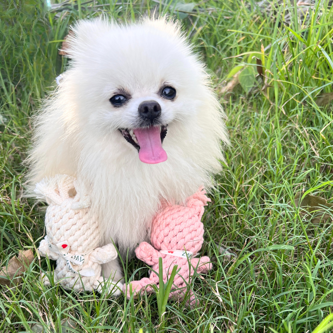 Adorable pet toys handwoven with love using cotton ropes. Fun and safe for your furry friends!