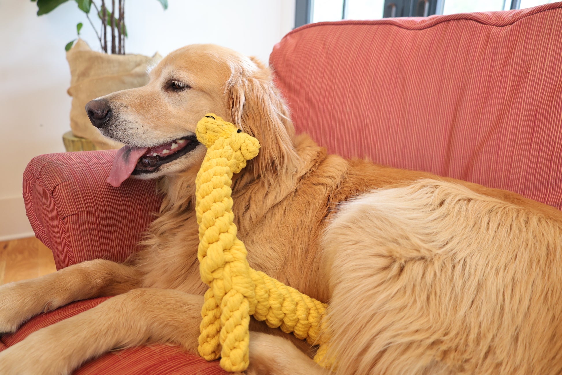 A yellow giraffe-shaped pet toy made of braided cotton rope. It is colorful and soft, providing entertainment and exercise for your furry friends. Ideal for chewing and playing.